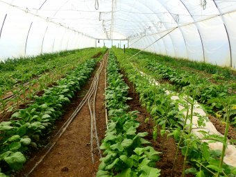 A 25 ezer eurós de minimis agrártámogatás megduplázását kéri Brüsszeltől 15 uniós tagállam