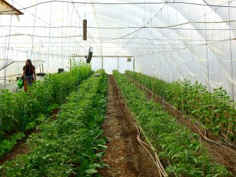 A génmódosított termékek kitiltásával, „tiszta” mezőgazdasági áruval maradhat versenyképes a romániai agrárium