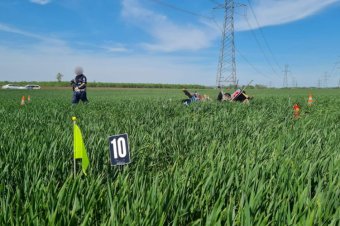 Két személy vesztette életét egy magyarországi sportrepülő lezuhanásakor