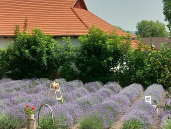 Pap levenduláskert Gyaluban: a nyugalom és a kikapcsolódás szigete