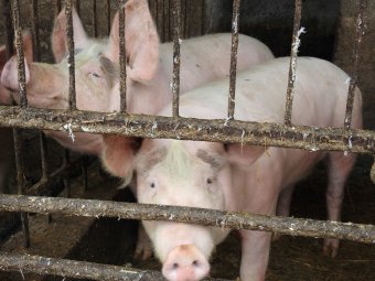 Megmarad a háztáji disznótartás, de élőállatot csak hatósági engedéllyel rendelkező gazdaságból lehet forgalmazni