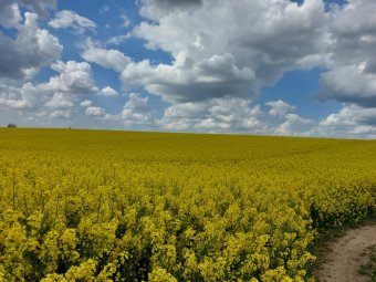 Késélen táncol a búza jövedelmezősége, de meglódult a repce és a napraforgó ára