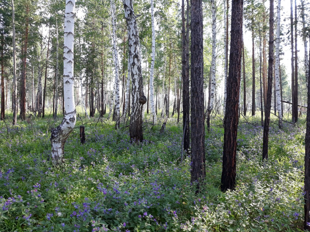 Fenyves-nyíres Habarovszk környékéről &bullet;  Fotó: László Zoltán