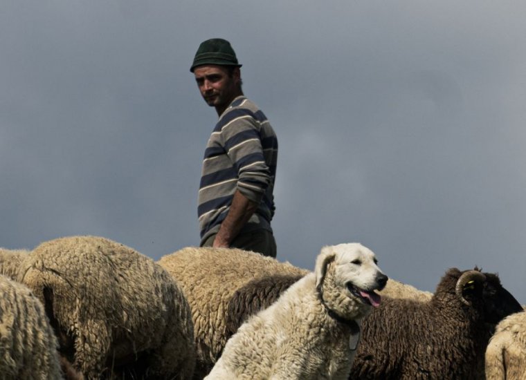 A magyar pásztorkutyáról, a kuvaszról szól az Értékek útján című, Erdély örökségét bemutató sorozat új része