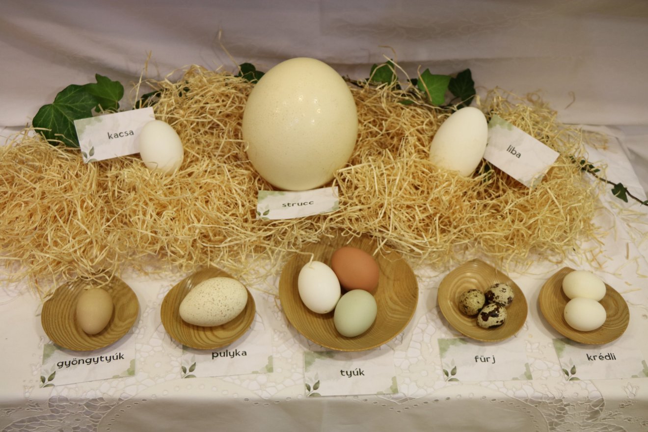 Sokféle szárnyas tojását mutattak be a zentai kiállítók •  Fotó: Hagyományok Háza