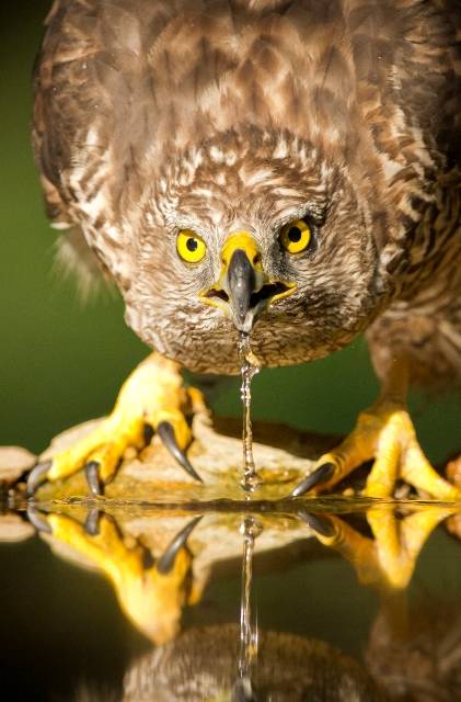 A megismételhetetlen pillanat rögzítője