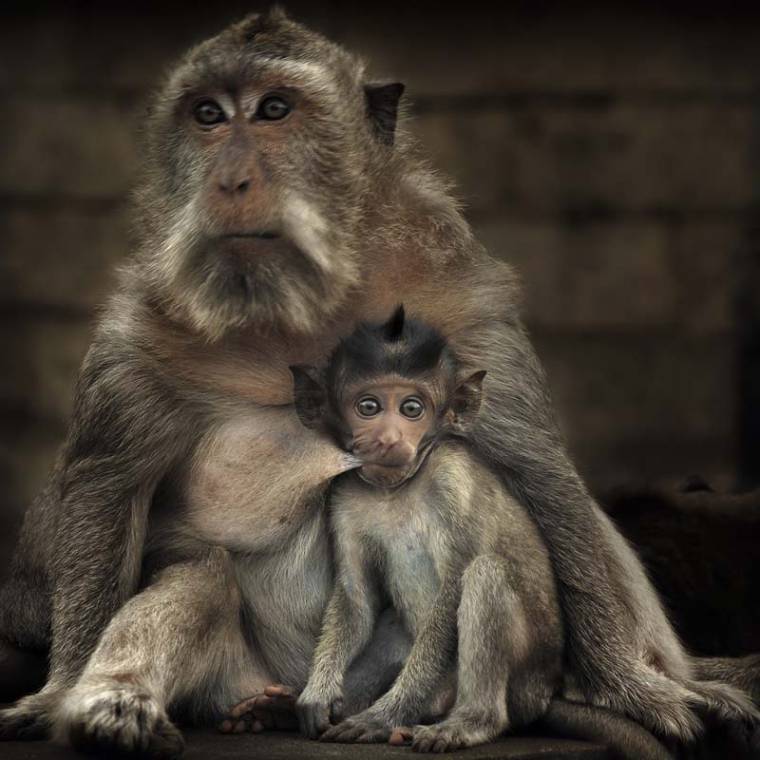 Makákókkal a pódiumon