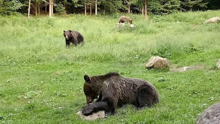 Városok sétáló medvével