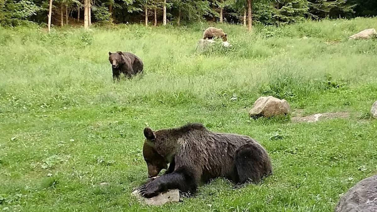 •  Fotó: Szüszer Róbert