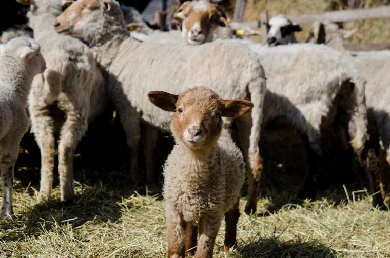 Birkatartás: figyeljünk az etetésre