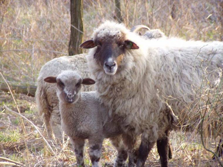 Szövetkezni bármi áron