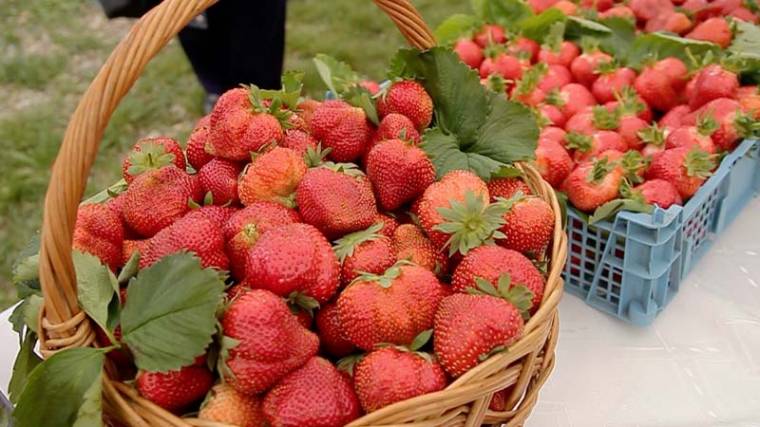 Fóliázott eperálmok