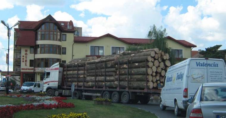 Kigyomlált erdőtörvény