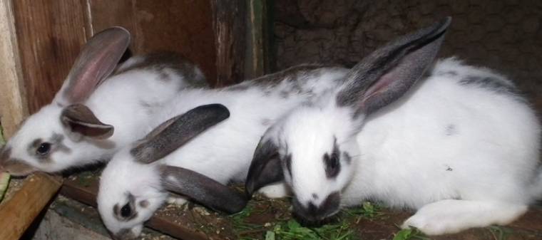 Sokismeretlenes háziállatunk, a nyúl