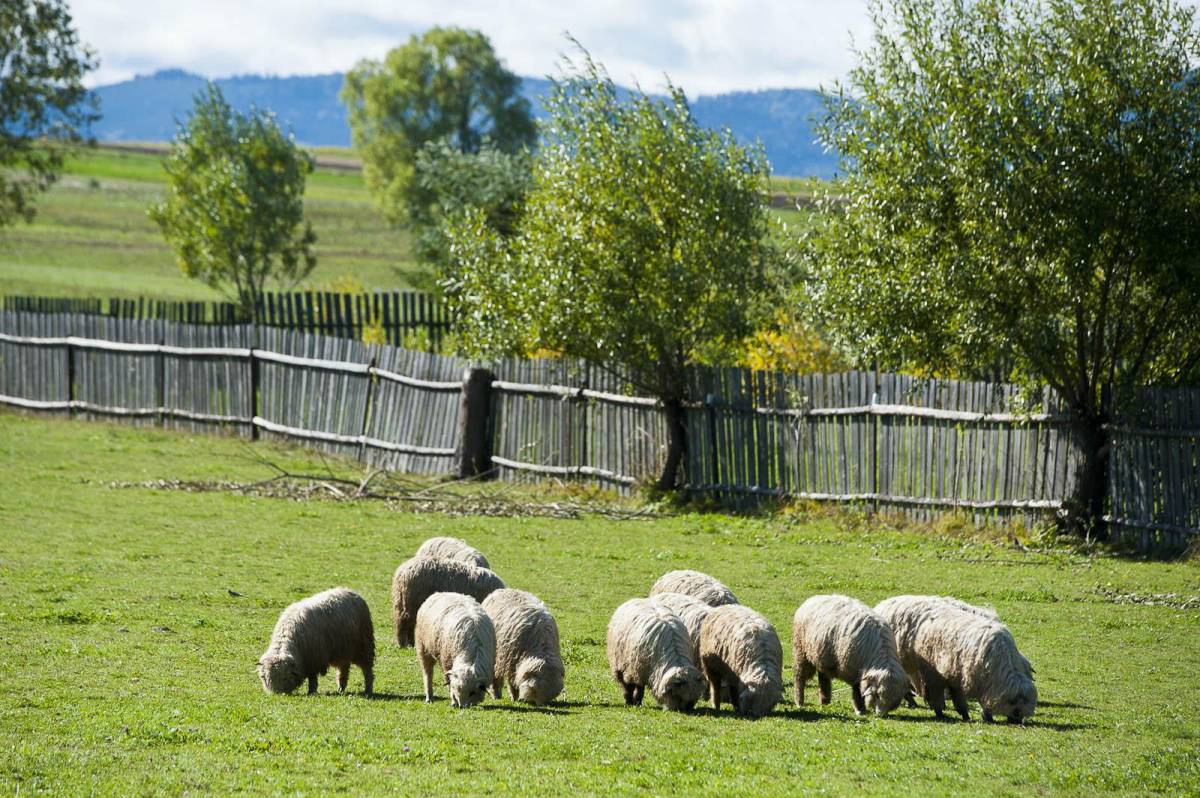 &bullet;  Fotó: Veres Nándor
