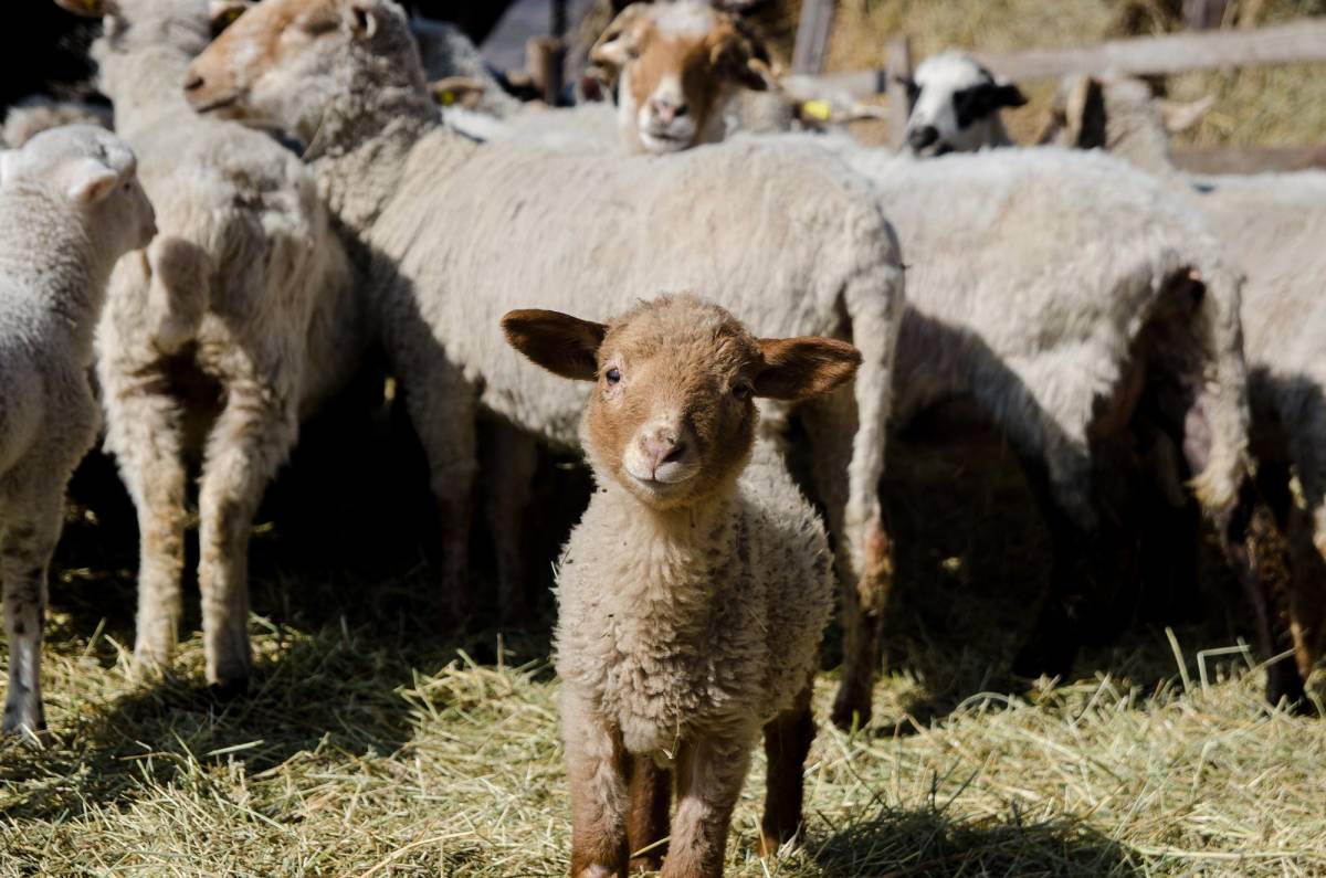 • Fotó: Veres Nándor