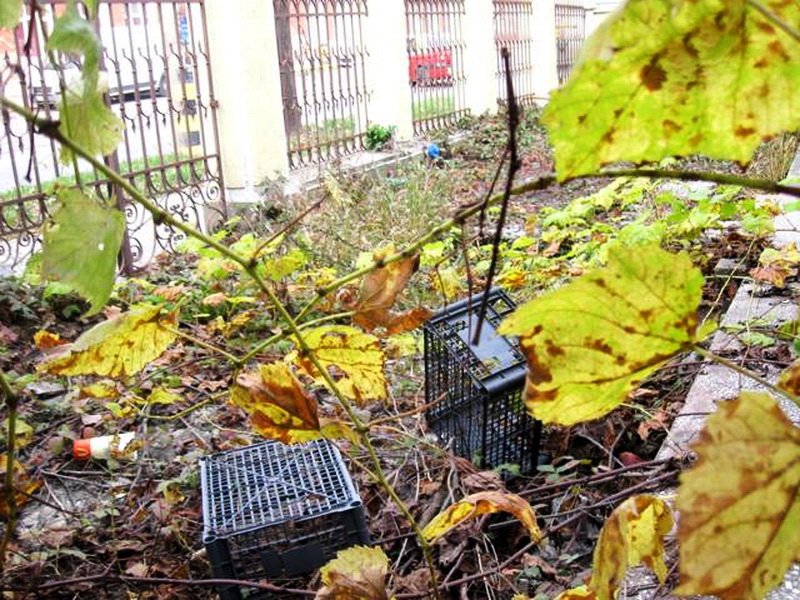 Ami olykor a kerítés mögött van: műanyagládák gyomok és indák között 