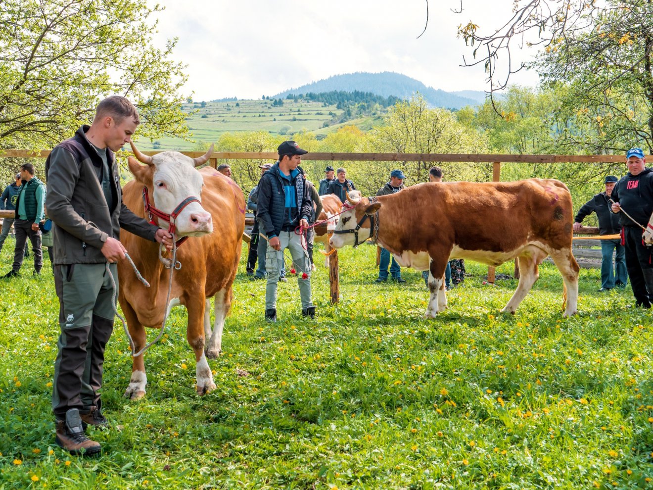 Állatbemutató a Szent György napokon. A csíki községben a gazdák ragaszkodnak haszonállataikhoz •  Fotó: Facebook/Réti Zsófia