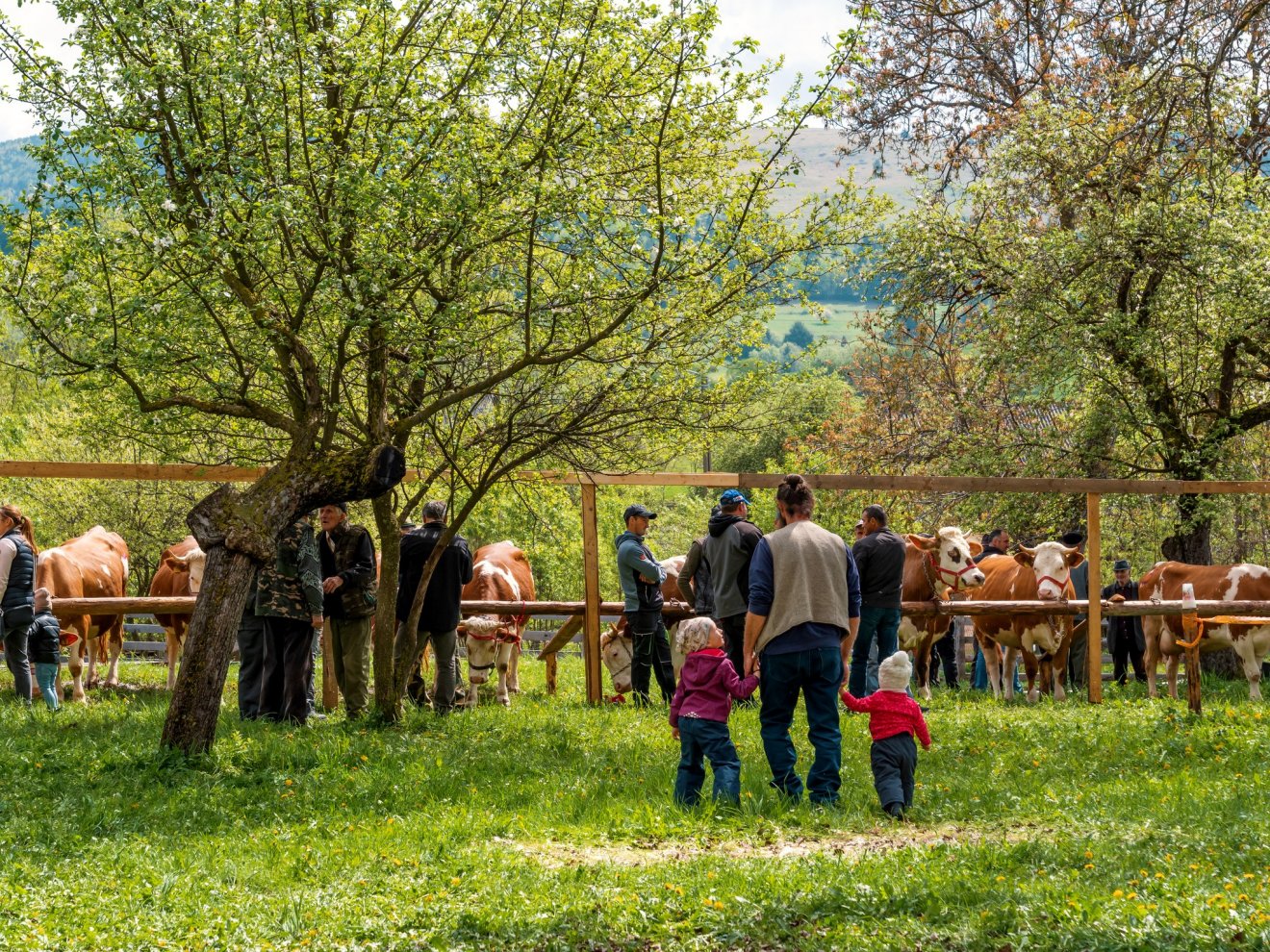 A gyerekek korán ismerkednek a falu hagyományos gazdálkodásával, az állattartással •  Fotó: Facebook/Réti Zsófia