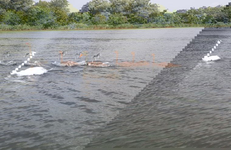 Ötven éve jött létre a turisták százezreit vonzó Tisza-tó, amely az erdélyi horgászok kedvence is
