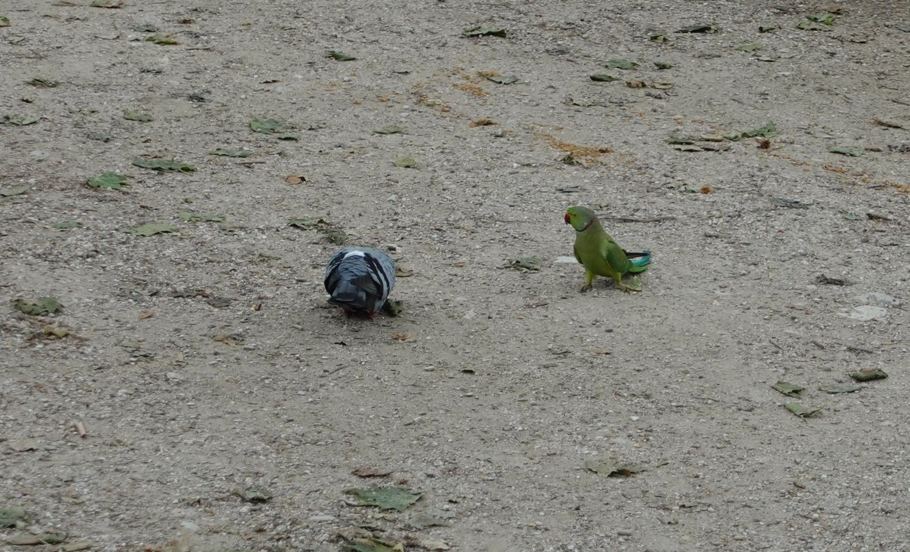 A Luxembourg-kert zöld papagája egy galamb társaságban totyog az úton, és élvezi a népszerűséget •  Fotó: Csermák Zoltán
