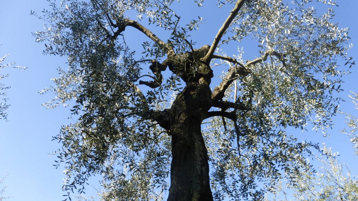 Egy sokat látott olajfa Siena megyében •  Fotó: Csermák Judit