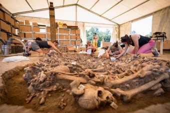 A lekaszabolt magyar hadifoglyok tömegsírjainak feltárásával készülnek a történészek a mohácsi csata 500. évfordulójára