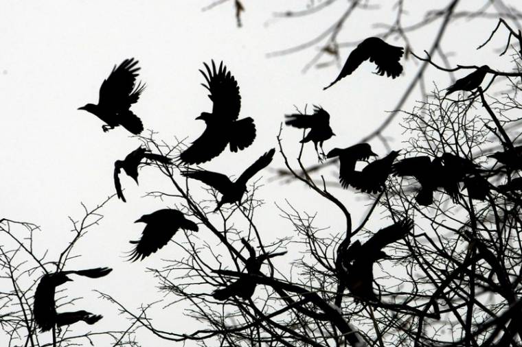 Madarat aerodinamikájáról