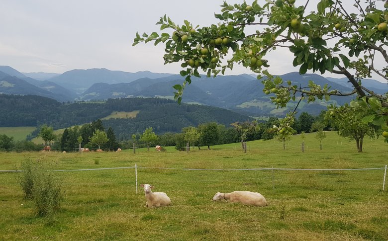 Legelésző állatok a családi farmon •  Fotó: Makkay József