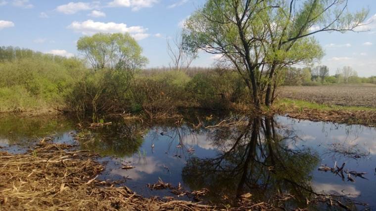 Újjáélesztik az érmelléki lápot