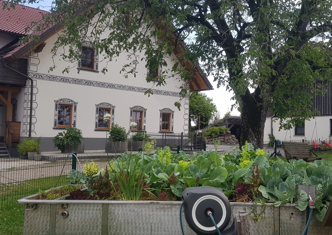 Zöldségeskert magaságyáson a Wagner-farmon •  Fotó: Makkay József