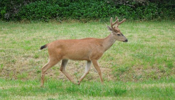 Őzbak sétálgatott a kolozsvári éjszakában (VIDEÓ)