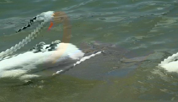 Hattyúkkal kereskedik a fogarasi vár