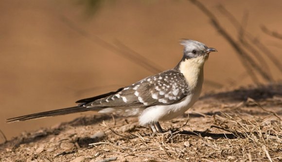 Először bukkant fel Romániában a pettyes kakukk