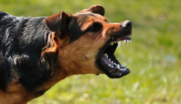 Kóbor kutyák öltek meg egy nőt az utcán