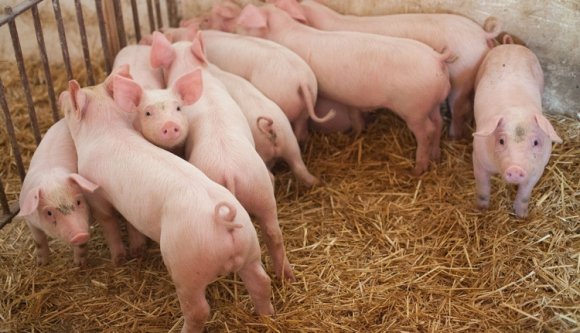 Több mint tíz év után hivatalosan is sertéspestis-mentes Románia