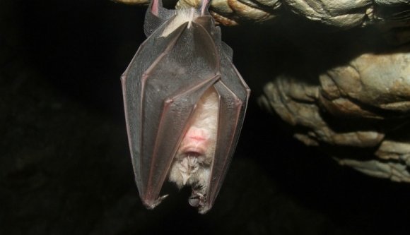 Három denevér hátráltatja az autópálya-építőket Marossolymoson