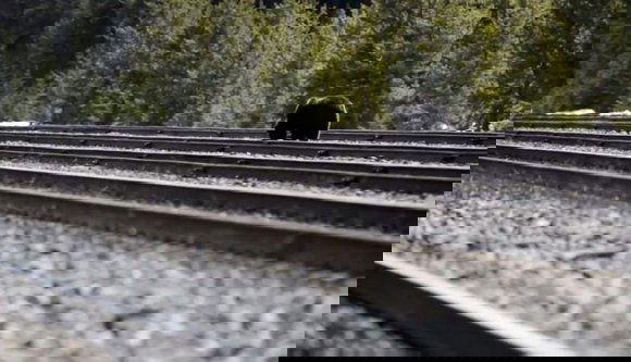 Botrány lett a medvevizitből