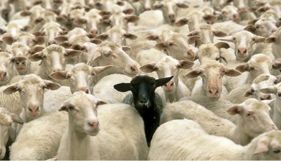 Tényleg a birka Románia legjobb brandje