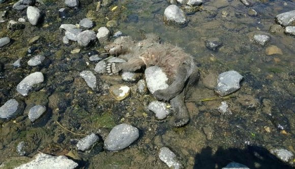 Medvebocs tetemét sodorta Udvarhelyre a Küküllő