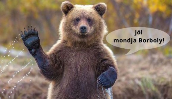 A medve nem játék! Mit tegyünk, ha…