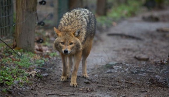 44 juhot pusztítottak el a sakálok Háromszéken