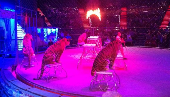 Nem lesz többé tigris vagy teve a cirkuszban