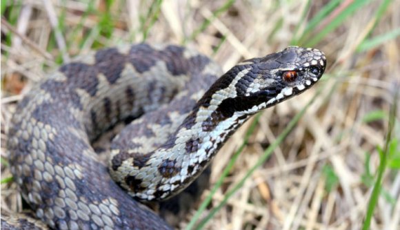 Itt a meleg, támadnak a kullancsok és a kígyók Székelyföldön
