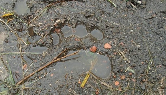 Ezt művelte a medve a napokban Bögözön (FOTÓK)