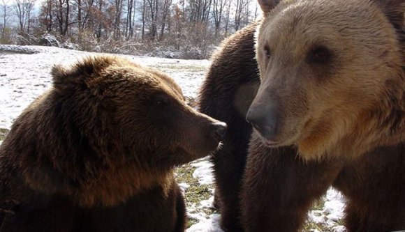 A miniszterig viszik a medveügyet