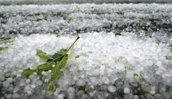 150 hektáron verte el a jég a termést