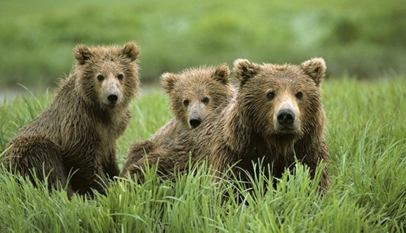Törvényjavaslatot dolgozott ki az RMDSZ a medveveszély miatt