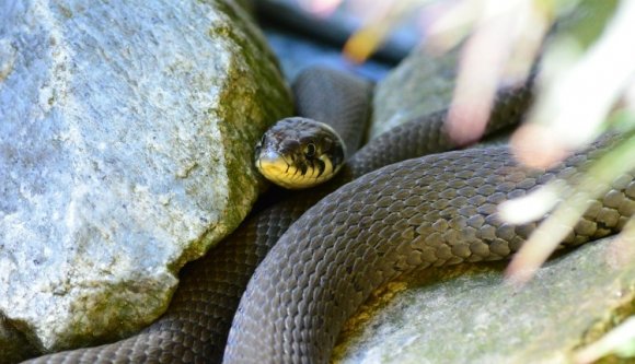 Vízisikló-invázióval küszködik egy Fehér megyei település