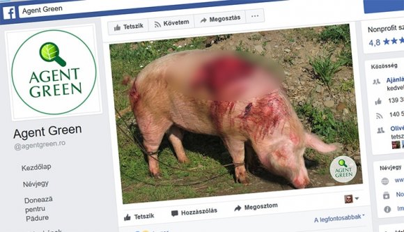 Környezetvédők szerint a vadászok fabrikálják a medvetámadásokat